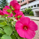 Rose Hibiscus Plant Live, Hardy Hibiscus Flowers for Outdoor Landscapes, 5-9 Inch Height, Ornamental Hibiscus Bush Shrub, Well-Rooted, No Pot