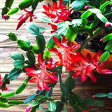 2 Christmas Cactus Plants Live, Holiday Blooming Indoor Plants Live Houseplants, Hanging Baskets Easy Care, Well-Rooted 5-8" Tall, No Pot, Bareroots, Single Stems (Purple Christmas Cactus)