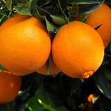 Navel Orange Tree Live Plant, 3-4 Feet Tall Grafted Citrus Tree, Sweet Seedless Orange Fruit Tree for Outdoor Planting