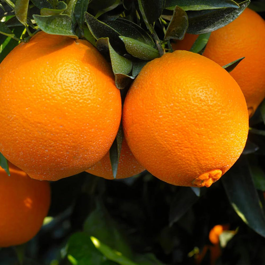 Navel Orange Tree Live Plant, 3-4 Feet Tall Grafted Citrus Tree, Sweet Seedless Orange Fruit Tree for Outdoor Planting