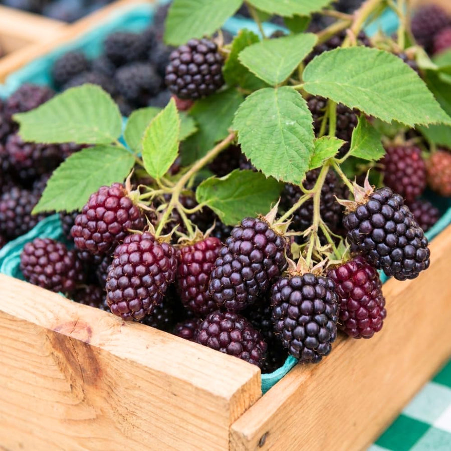 Boysenberry Live Plant, Full Rooted from 4-6 Inches Tall, Thornless Boysenberry, Edible Berry Fruit Plant for Outdoor Growing