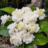Grand Duke Jasmine Plant Live, Arabian Jasmine Flowering Vine Plant 4-9 Inch, Climbing Jasmines Well Rooted Houseplant Indoor Outdoor