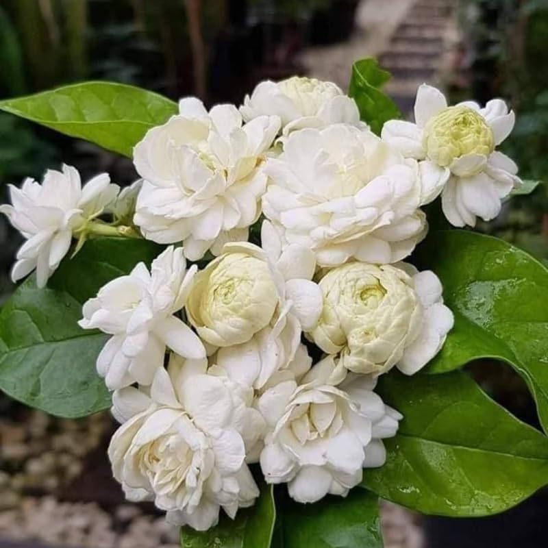 Grand Duke Jasmine Plant Live, Arabian Jasmine Flowering Vine Plant 4-9 Inch, Climbing Jasmines Well Rooted Houseplant Indoor Outdoor