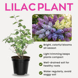 Common Lilac Bush Tree Live Plant 8-12 Inches Tall, Well Rooted Shrub in Quart Pot, Fragrant Spring Flowering Outdoor Plant (Purple Lilac)