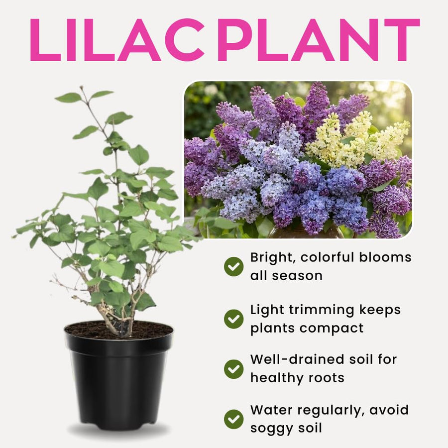 Common Lilac Bush Tree Live Plant 8-12 Inches Tall, Well Rooted Shrub in Quart Pot, Fragrant Spring Flowering Outdoor Plant (Purple Lilac)