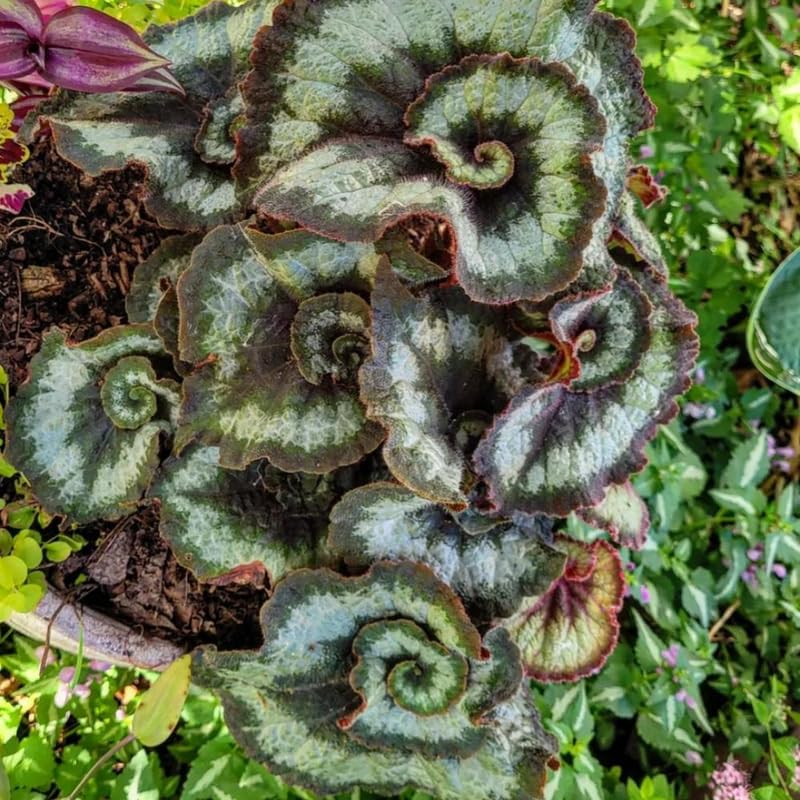 Combo 3 Rare Begonia Angel Wing Plants Live, Begonia Maculata Live Plant, Begonias Live Plants Outdoor, 4 to 8 Inc Tall