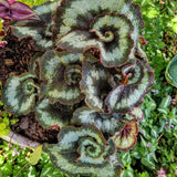 Combo 4 Begonias Houseplant Live Indoor, Rare Deep Green Begonia Maculata Live Plant, Begonias Live Plants Outdoor, 4 to 8 Inc Tall