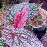 Combo 3 Polka Dot Pink Begonia Angel Wing Plants Live, Begonia Maculata Live Plant, Begonias Live Plants Outdoor, 4 to 8 Inc Tall