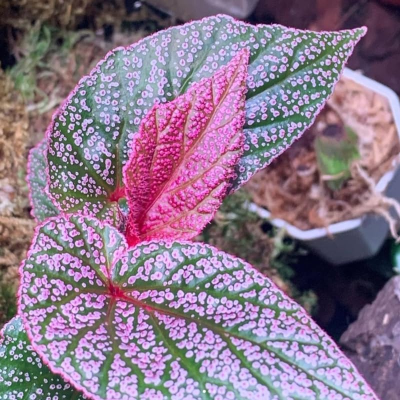 Combo 3 Polka Dot Pink Begonia Angel Wing Plants Live, Begonia Maculata Live Plant, Begonias Live Plants Outdoor, 4 to 8 Inc Tall