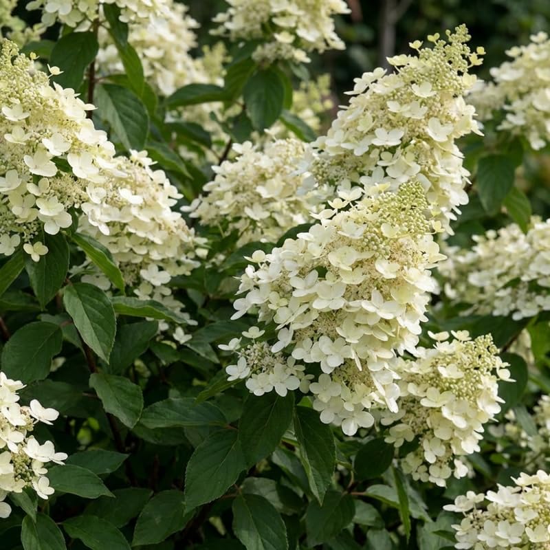 Hydrangea Plant, Hydrangea Tree Live Plant for Planting, 10-12 Inches Tall, Large White Blooms, Hydrangeas for Landscape and Outdoor Garden