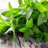 4 Well-Rooted Peppermint Plants for Planting, Easy to Plant, Fragrant Herb - Zone 5 to 9