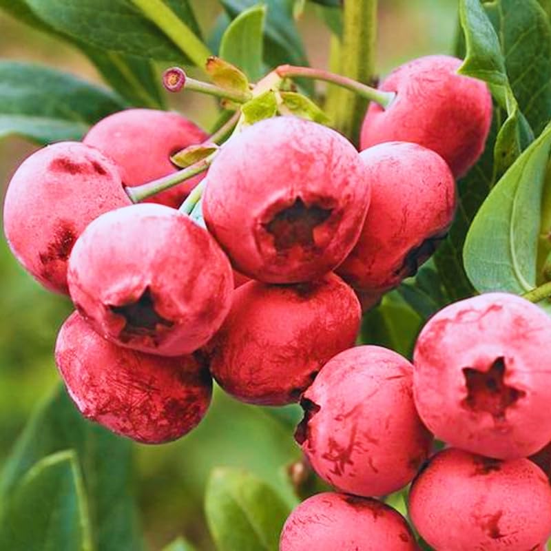 2 Blueberry Plants Live for Planting, Blueberry Bushes Live Plant 1 Year Old, Fruit Tree Live Blueberry Plant Highbush Blueberry Plant (Pink Lemonade Blueberry Plants)