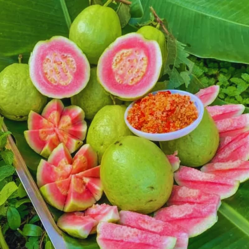 Pink Guava Tree Live Plant, 8 to 15 Inc Tall Guava Tree Cold Hardy, Live Guava Plant Planting Outdoor, No Pot