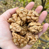 Walnut Tree Live Plant in Quart Pot, Hardy Nut Trees for Outdoor Garden, Landscape or Backyard Growing, 6-12 Inches