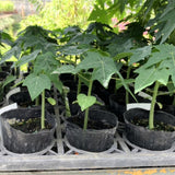 Papaya Plant Live in 4” Pot, 5-9 Inch Tall Tropical Fruit Tree for Outdoor or Container Growing
