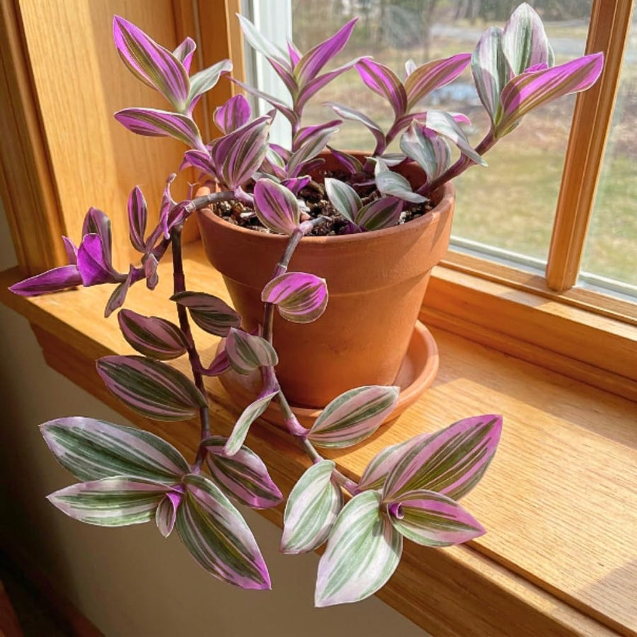 Nanouk Wandering Jew Live Plant, 4-7" Tall in Pot, Wandering Jew Plant Live, Vibrant Pink and Green Leaves, Decorative Foliage Houseplant