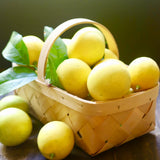 Live Meyer Lemon Tree Live Plant, Yellow Lemon Lime Starter Tree Seedling, 2-3 Inches Tall in 4 Inch Pot, Hardy and Full Sun Zones 9-11