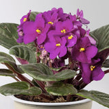 Purple African Violets Live Plants House Plants in 4" Pot, Vibrant Blooms for Indoor Décor, Home or Office, Easy to Grow