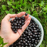 Huckleberry Plant Live in 4'' Pot, Sweet Black Huckleberry Bushes Live Plants 4-7 Inches, Outdoor Planting