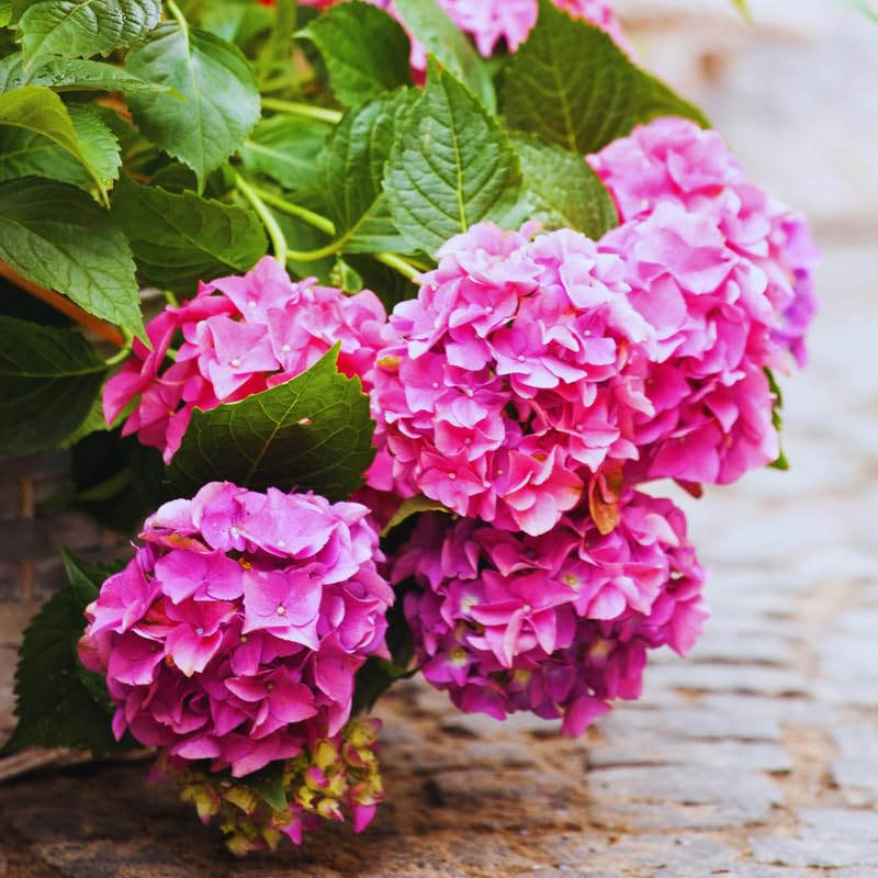 Pink Hydrangea Plant Live, Hydrangea Tree Live Plant Outdoors, 5 to 7 Inches Tall, Shrub Bush Plant