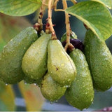 Large Avocado Tree 3ft Tall, Avocado Tree Live Plant, Live Tropical Fruit Tree Live Outdoors, Fruits Plant for Planting