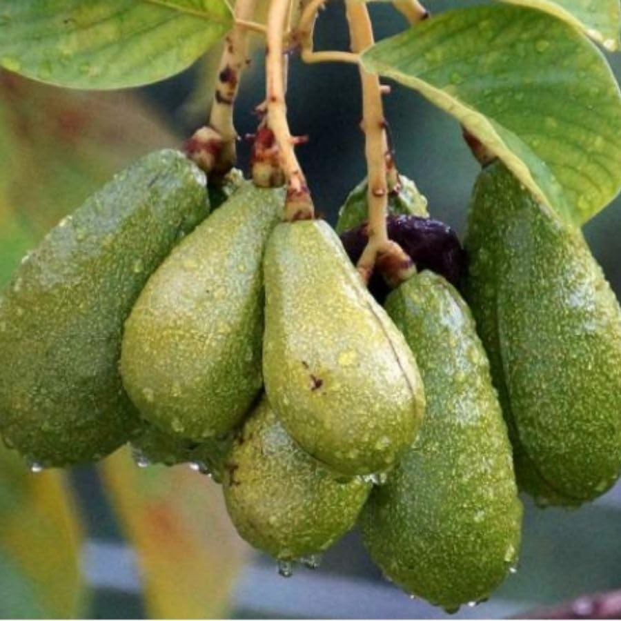 Large Avocado Tree 3ft Tall, Avocado Tree Live Plant, Live Tropical Fruit Tree Live Outdoors, Fruits Plant for Planting