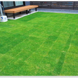 Set 20000 Zoysia Grass Seeds, Zoysia Grass Seeds for Lawn, Low Maintenance, Drought Tolerant Lawns for Home and Yards