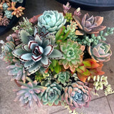 Assorted Succulent Plant in 2" Pot - Pack 5 Pots Colorful Succulent Live Plant Potted for Container, Houseplant Succulent Plant