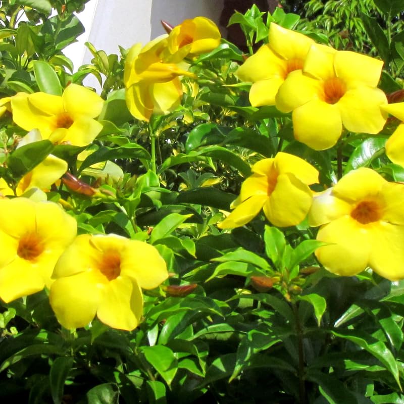 2 Mandevilla Plants Live, Mandevilla Tropical Plant, Yellow Mandevilla Plants, 5 to 6 Inc in Height Live Plant, Indoor or Outdoor