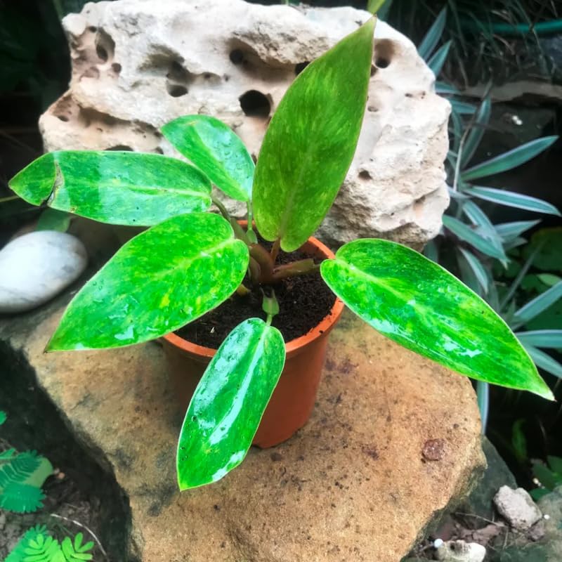 2 Lady Philodendron Live Plant 5-9" Tall, Rare Tropical Indoor Houseplant Home Garden