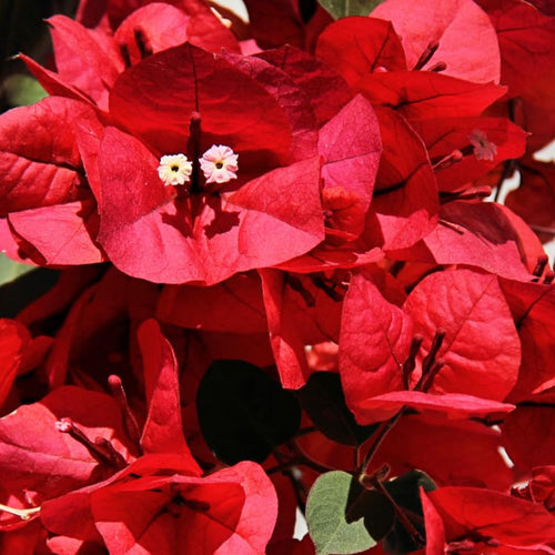 2 Bougainvillea Plants Live, Perennial Bougainvillea Flowers Vine, Outdoor Garden Planting 5-9 Inches