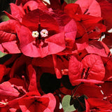2 Bougainvillea Plants Live, Perennial Bougainvillea Flowers Vine, Outdoor Garden Planting 5-9 Inches
