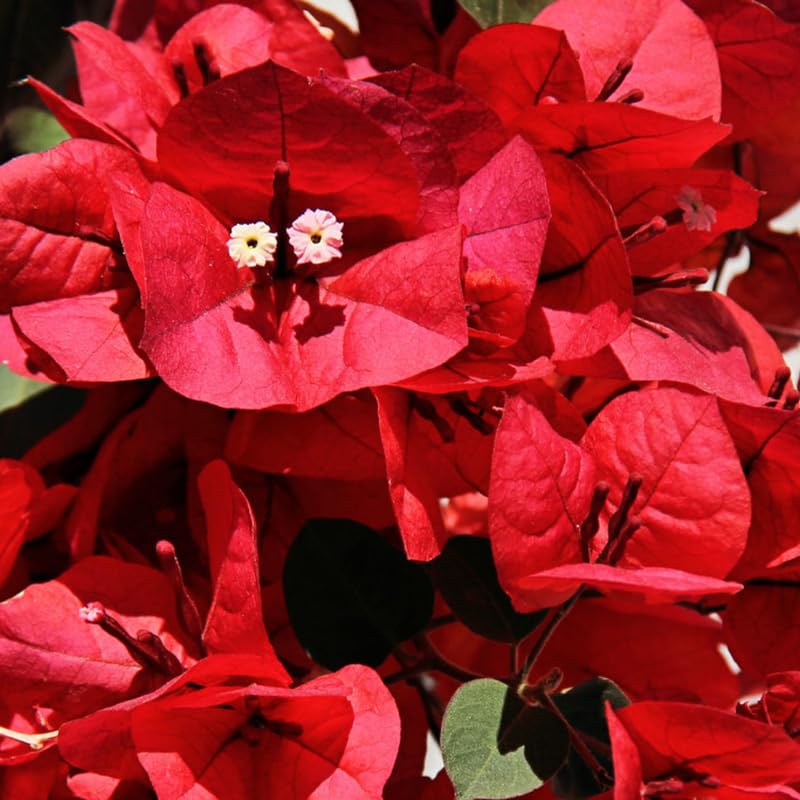 2 Bougainvillea Plants Live, Perennial Bougainvillea Flowers Vine, Outdoor Garden Planting 5-9 Inches