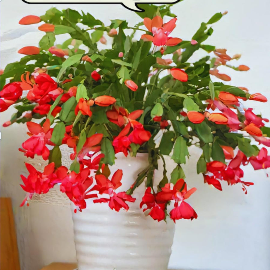 Christmas Cactus Plant Live, Holiday Cactus Live Plant, Hanging Baskets Houseplants, 4 Inc Potted (Red)