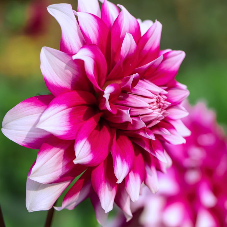 2 Dahlia Tubers for Planting, White Purple Dahlia Flower for Summer Blooms, Large and Vibrant Flowers, Suited for Zones 8 to 11