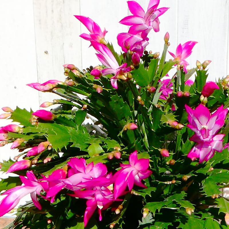 2 Christmas Cactus Plants Live, Holiday Blooming Indoor Plants Live Houseplants, Hanging Baskets Easy Care, Well-Rooted 5-8" Tall, No Pot, Bareroots, Single Stems (Purple Christmas Cactus)