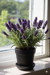2 Live Lavender Plants, Purple Lavender Starter Plants in 3'' Pot, Fragrant Flowering Herb for Gardens, Planters and Indoor Pots (Very Fragrant Lavenders)