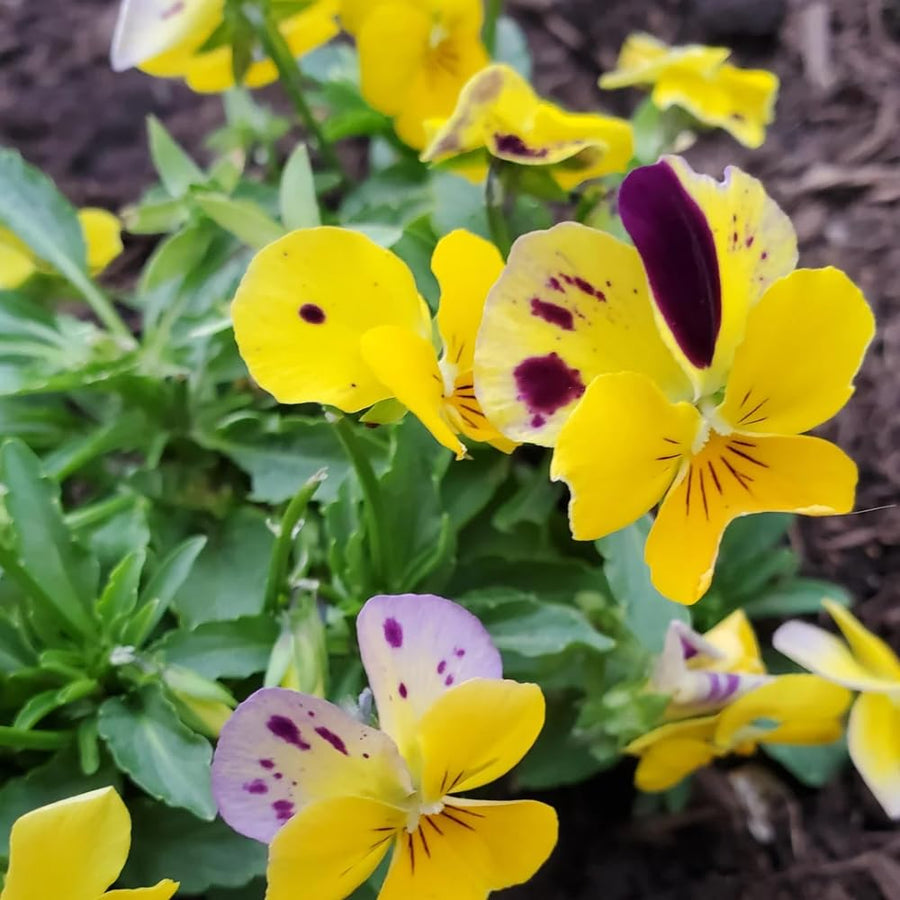Pansy Live Plant, Pansies Plants Live, Mixed Color Pansies Flower Plants, 4-6 Inc in Height, 4 Inc Pot for Indoor Outdoor Gardening