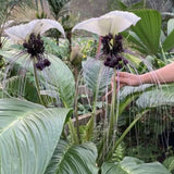 01 Random Bat Flower Live Plant, Bat Orchird Tacca Chantrieri Houseplant 4-6 Inches Tall