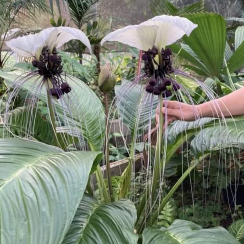 01 Random Bat Flower Live Plant, Bat Orchird Tacca Chantrieri Houseplant 4-6 Inches Tall