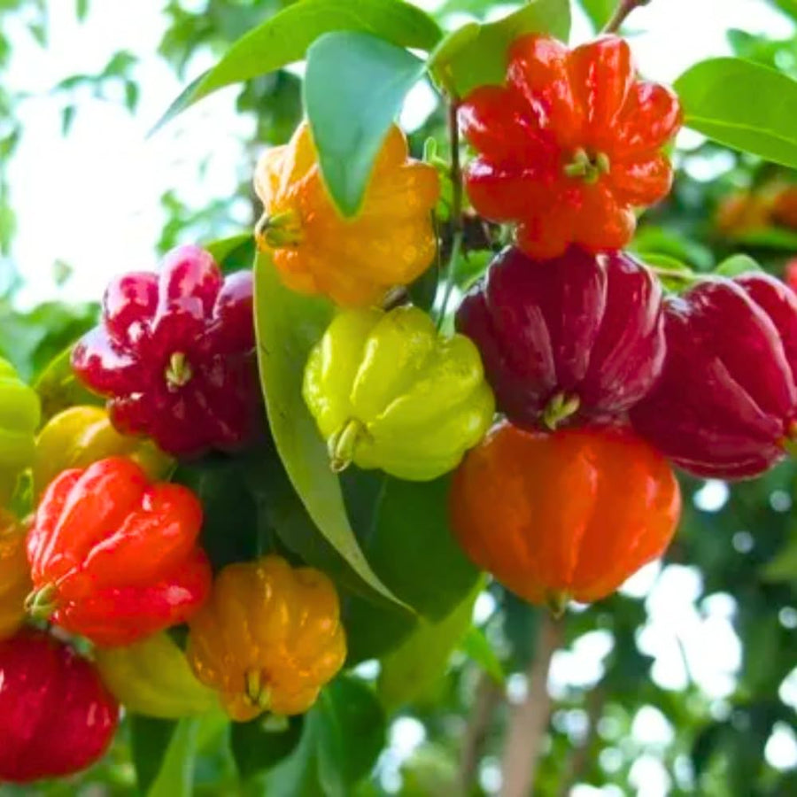 2 Years Old Surinam Cherry Tree Live Plant, Ready to Bear Fruit Cherry Tree, 2 Feet Tall, Edible, Cold Hardy, Outdoor Growing