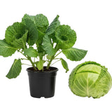 Set 2 Cabbage Plants Live, Cabbage Vegetable Live Plant Home Garden, Garden Starter Live Plants