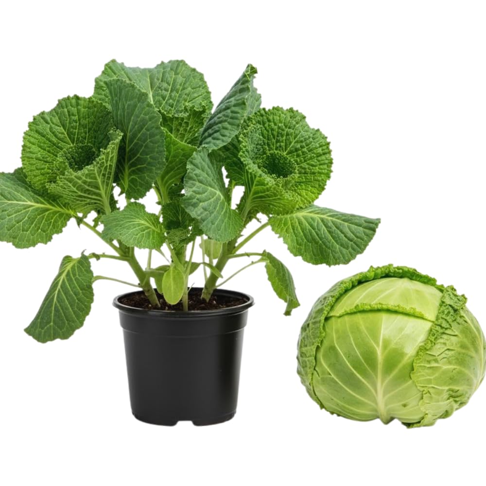 2 Cabbage Plants Live Potted, Cabbage Vegetable Live Plant Home Garden Outside, 3 to 5Inc in Height