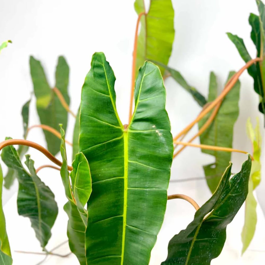 Philodendron Live Plant, Rare Houseplant, 5-8" Tall Tropical Foliage Indoor Plant for Decoration Home Garden (Heart-Shaped Long Leaf Philodendron)