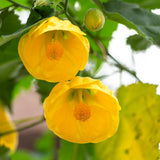 3 Abutilon Plants Live to Grow 5 to 9 Inch Tall, Lantern Abutilon Flowering Live Plants, Ornamental Abutilon Well Rooted Plug (Orange Abutilon Plants)