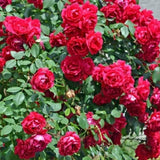 Rose Bush Live Plant - Climbing Rose Plant Live - Bareroot with Soil 7-10 Inch Tall - Fragrant Rose Flowers Heirloom Rose Shrub (Deep Red Rose)