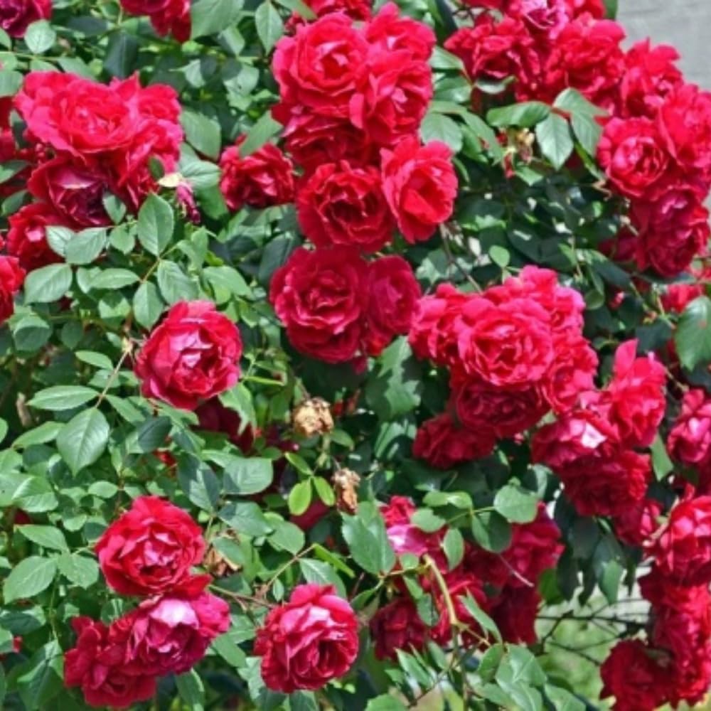 Rose Bush Live Plant - Climbing Rose Plant Live - Bareroot with Soil 7-10 Inch Tall - Fragrant Rose Flowers Heirloom Rose Shrub (Deep Red Rose)