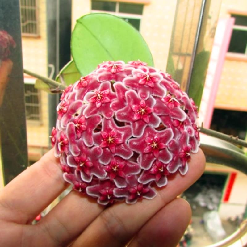 Hoya Pubicalyx Live Plant, Hoya Plants, Plant Tropical Vine 4-6 Inch for Houseplant