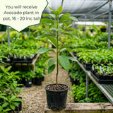 Dwarf Avocado Tree Live Plant, HASS Avocado Plant, 1 Year Old Fruit Tree, Well Rooted, 16-20 Inches Tall, Indoor Outdoor Growing