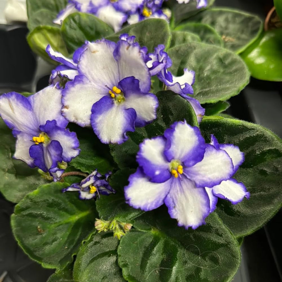 White Purple African Violets Live Plant in 4" Pot, Starter African Violet for HouseplantIndoor Outdoor Home Decor